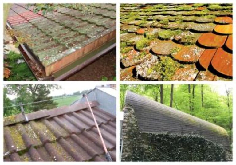 HOW TO REMOVE GREEN ALGAE AND MOSS FROM THE ROOF? 911 Roofing